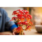 LEGO BOTANICALS 10348 Japanese Maple Bonsai Accessories Your Sports Performance
