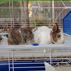 FERPLAST Barn 80 - cage for guinea pigs and rabbits Dla małych zwierząt/Klatki Your Sports Performance