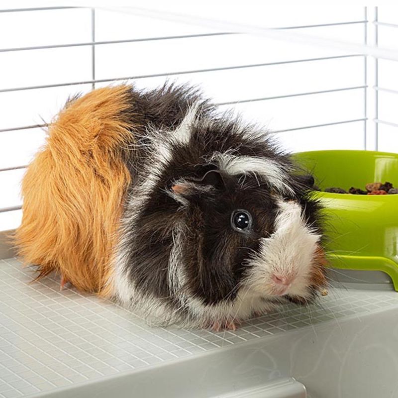 CASITA 80 (x1) - cage for guinea pigs and rabbits Dla małych zwierząt/Klatki Your Sports Performance