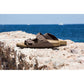 Birkenstock Arizona Bs M 0151181 slippers Footwear/Lifestyle/Birkenstock Birkenstock