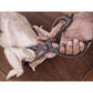 NexTool NE20325 6-Tool Outdoor Cooking Tool Set Survival/Zestawy przetrwania Your Sports Performance